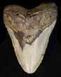 Bargain Megalodon Tooth - North Carolina #40248-1
